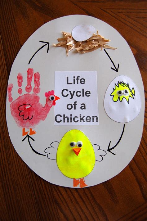 Life Cycle of a Chicken | Preschool crafts, Farm theme preschool ...