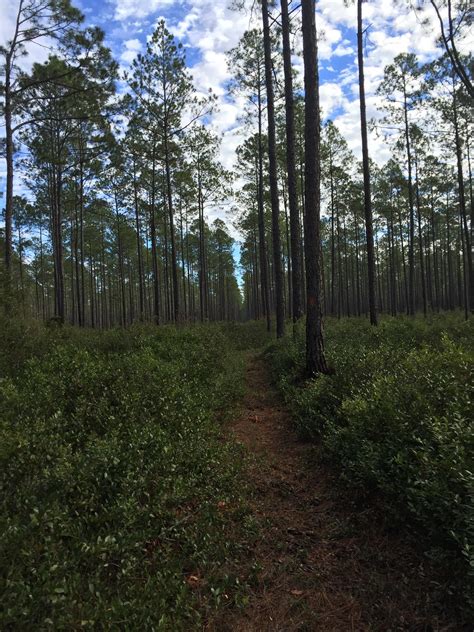 Went for a Day hike on the FT in Osceola National Forest. Hiked East on ...