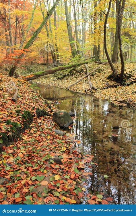 River in autumn forest stock photo. Image of biosphere - 61791246