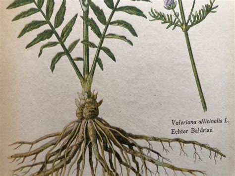 Valerian Root for Anxiety and Sleep - Healthy Hildegard