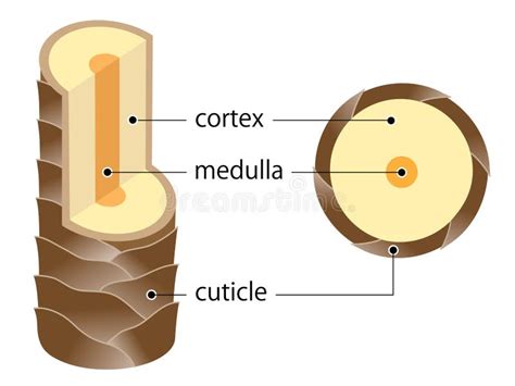 Share 74+ cortex layer of hair super hot - ceg.edu.vn