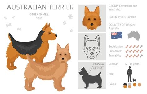 100,000 Australian terrier Vector Images | Depositphotos