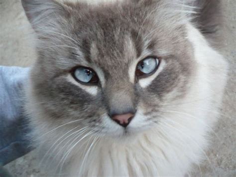 Cross Eyed Cat - 1Funny.com