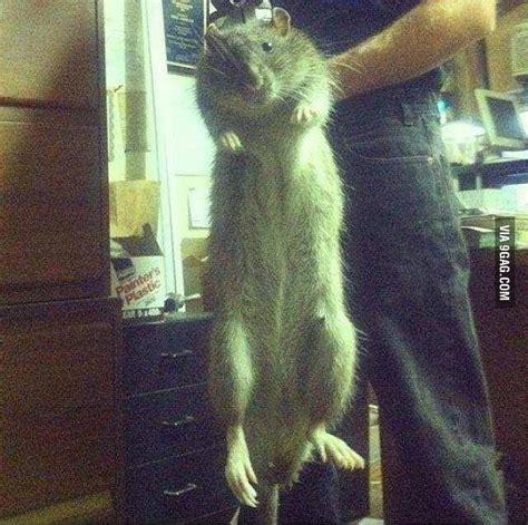 Huge freaking 19kg (41 pounds) rat caught in New York City - 9GAG