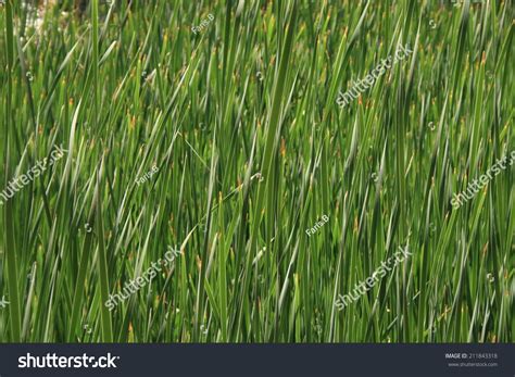 Long Grass Texture Stock Photo 211843318 | Shutterstock