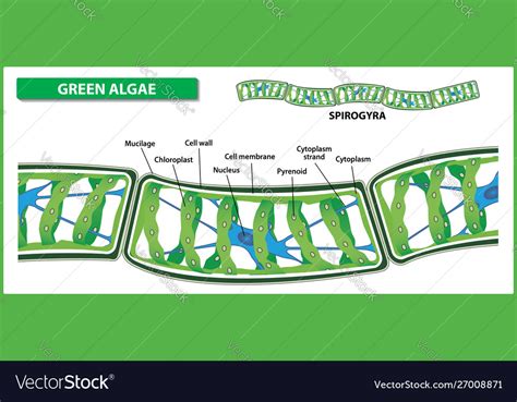 Spirogyra: Structure Characteristics With Labeled Diagram