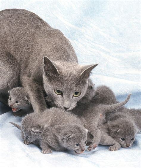 Russian Blue Kittens - Finding A Cat and Your First Days Together