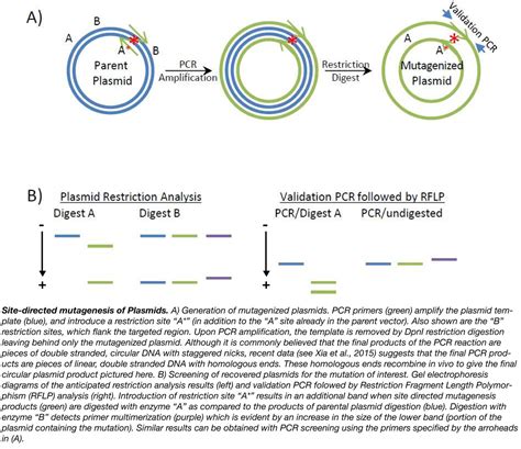 Site Directed Mutagenesis by PCR