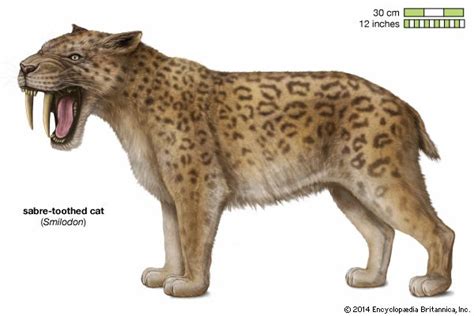 Sabre-toothed cat | extinct mammal | Britannica.com