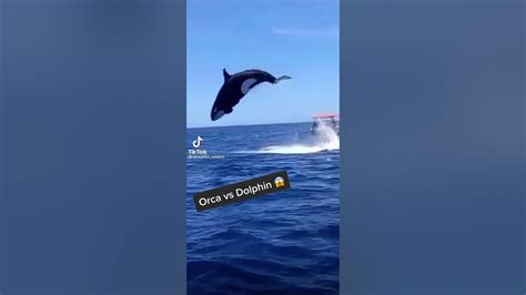 Orca vs dolphin - YouTube