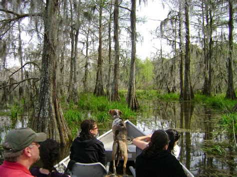 Louisiana Swamp Tours: Lafayette Louisiana Swamp Tours and Festival ...