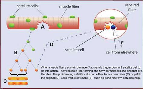 One Tip Per Day: Muscle cell