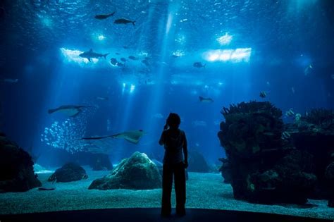 Oceanario de Lisboa (Lisbon) - 2019 Book in Destination - All You Need ...