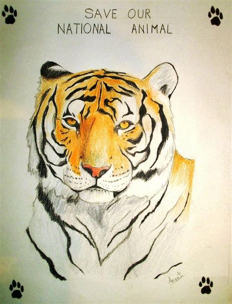 Save National Animal of India Drawing by Anant Sindal