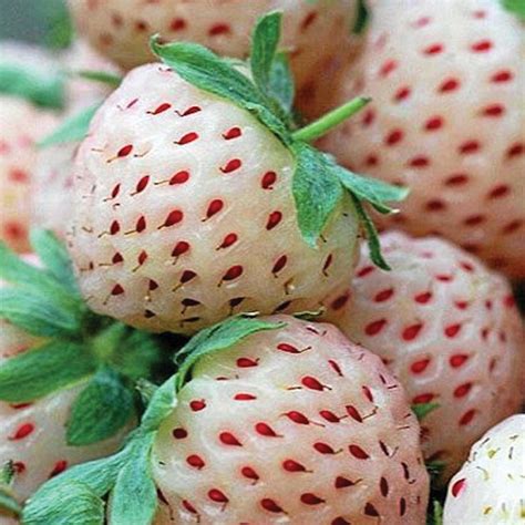 White Pineberry Strawberry Plant | Strawberry plants, Strawberry seed, Strawberry varieties