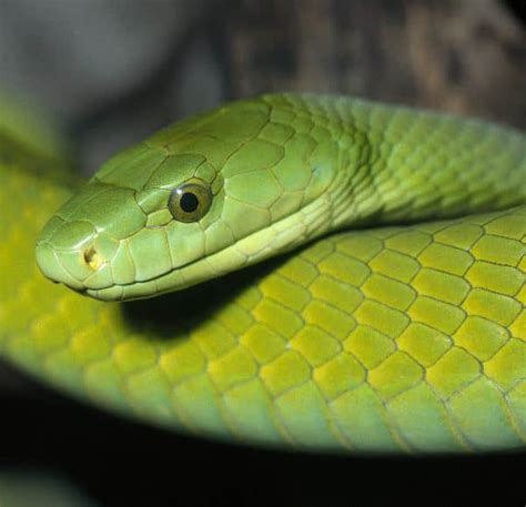 Dangerous Green Mamba Close Up - Snake Facts and Information