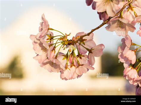 Cherry Blossom and Jefferson Memorial Stock Photo - Alamy