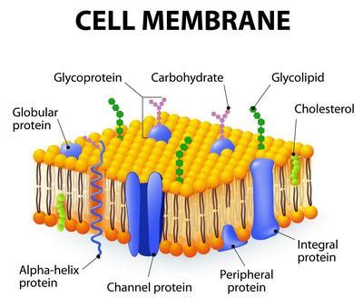 Cell Membrane: Definition, Structure, and Functions