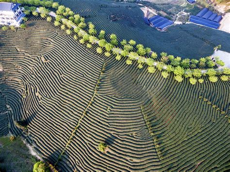 Aerial View Of Tea Plantation In China by Zhongguo