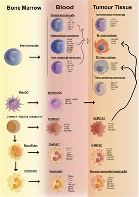 Frontiers | Human Tumor-Infiltrating Myeloid Cells: Phenotypic and ...