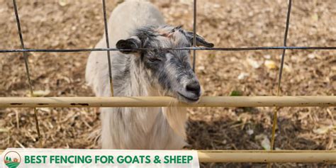 Best Fencing for Goats & Sheep - TheFarmLiving.Com