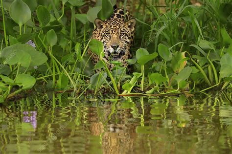 Jaguar hunting along river, Pantanal, Brazil - Stock Image - C049/5703 - Science Photo Library