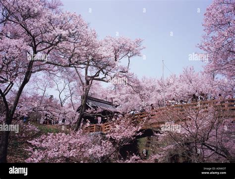 Cherry blossoms in Nagano Prefecture Japan Stock Photo - Alamy