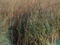 Spartina alterniflora, Smooth Cordgrass – Invasive Species