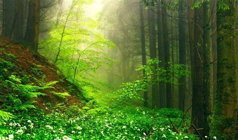 nature, Landscape, Green, Mist, Forest, Wildflowers, Moss, Path, Sunrise, Ferns, Trees, Morning ...