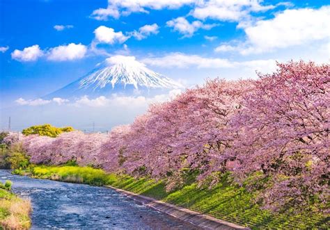 How to Plan a Cherry Blossoms Trip to Japan - Mapping Megan