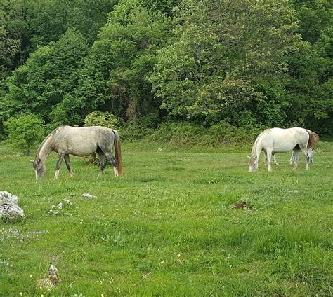 Glucosamine Dosage For Horses