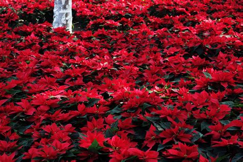 Poinsettia: Mexican Christmas Flower