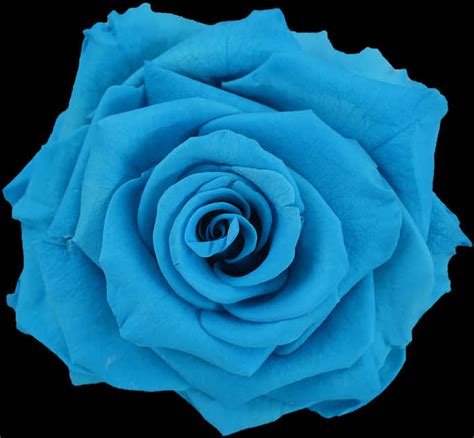 Download A Close Up Of A Blue Rose [100% Free] - FastPNG