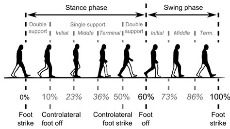 Divisions Of Gait Cycle With Typical Muscle Activity Patterns 50 51 ...