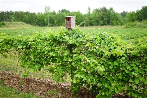 Pruning Muscadines | Home & Garden Information Center