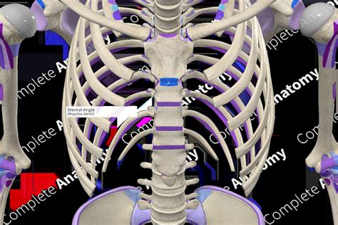 Sternal Angle | Complete Anatomy