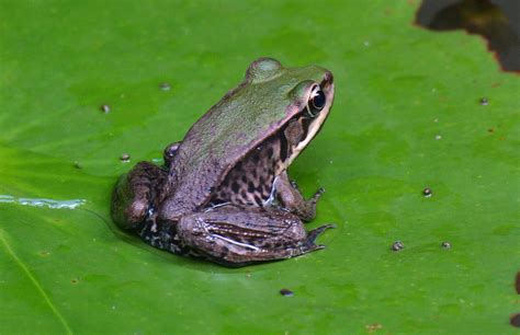 Amazon River Frog (Lithobates palmipes) Sapo Verde Neotrop… | Flickr