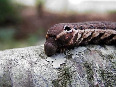 North American Caterpillar Identification - Owlcation