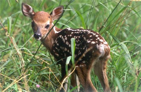 Two Men and a Little Farm: LITTLE FAWN - RANDOM FARM CUTENESS