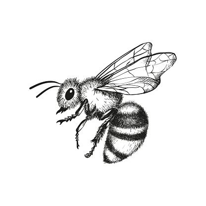 Engraving Illustration Of Honey Bee Stock Illustration - Download Image ...