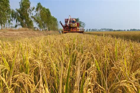 Combine Machine Harvesting in the Golden Paddy Field Stock Photo ...