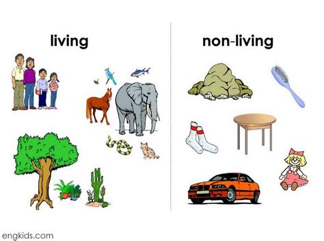 Living things why are they different? - Evolution