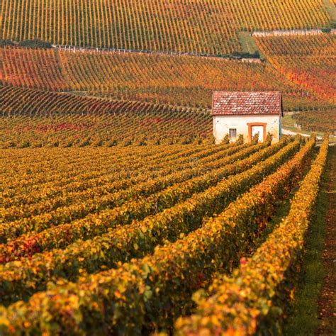 Vineyards In The Autumn Season, Burgundy, France Stock Photo - Image of background, rhonealpes ...