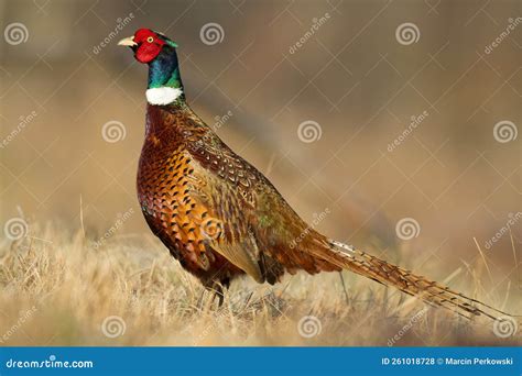 Common Pheasant Phasianus Colchius Ring-necked Pheasant in Natural ...