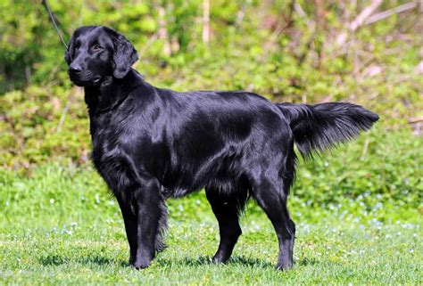 Flat-Coated Retriever Mix: Facts | Breed Info | Temperament - Pet Spruce