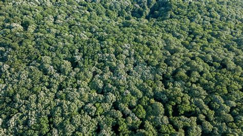 Aerial Top View Forest, Forest View from Above. Stock Photo - Image of ...