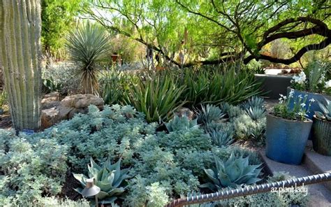 18 best images about { Desert and Semi-Arid Climate Gardens } on Pinterest | Gardens, Garden ...