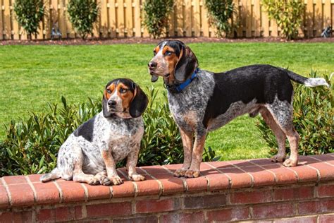 Blue Tick Beagle: A Guide to This Lesser-Known Beagle Color