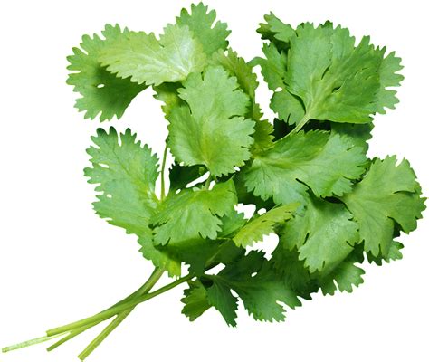 Download Fresh Coriander Transparent - 香菜 Png PNG Image with No Background - PNGkey.com