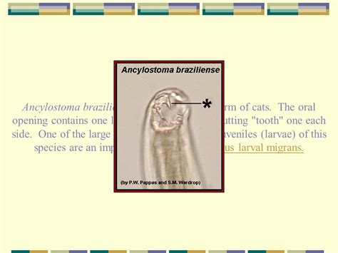 Ancylostoma Braziliense Morphology